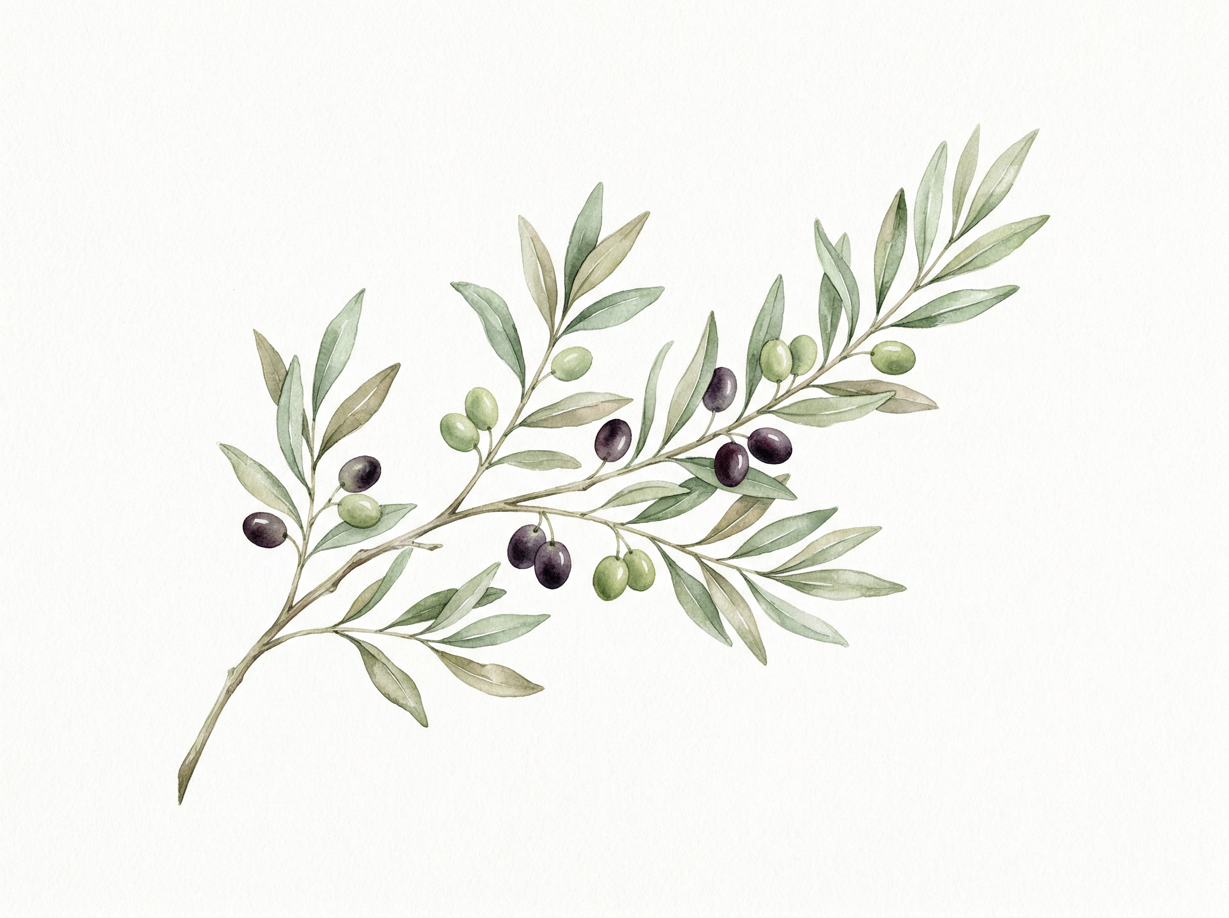 Оливковая ветвь